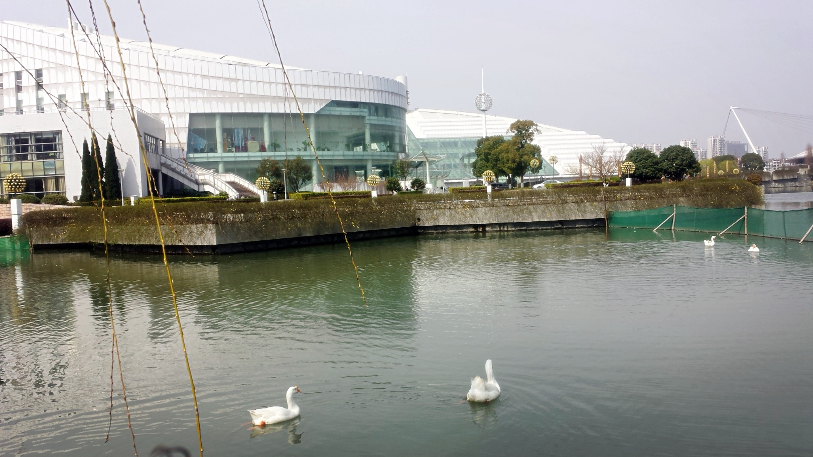 春到紫金：启真湖暖鹅先知